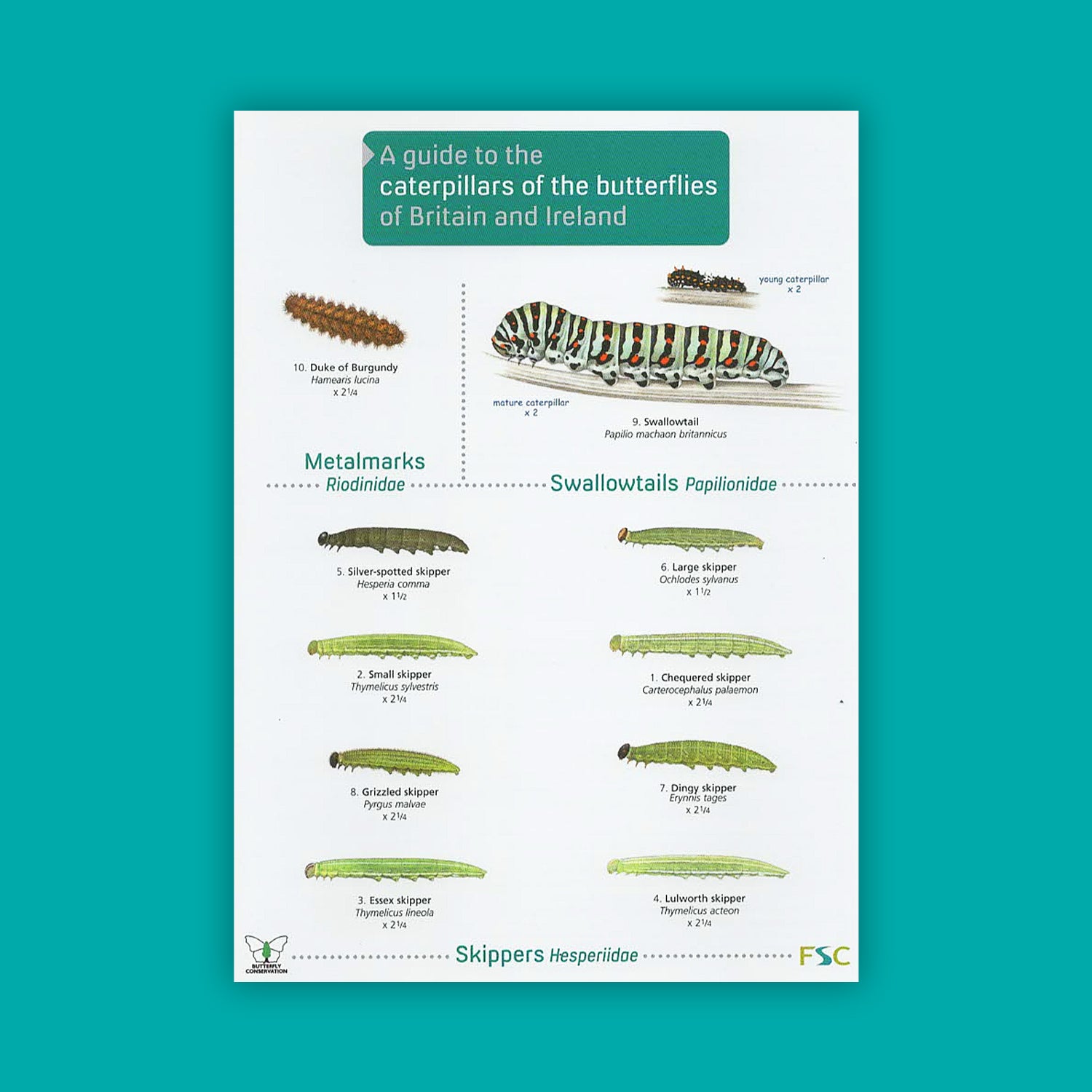 Guide to the Caterpillars of the Butterflies of Britain & Ireland - FSC Guide
