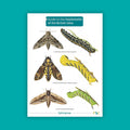 Guide to the Hawkmoths of the British Isles - FSC Guide