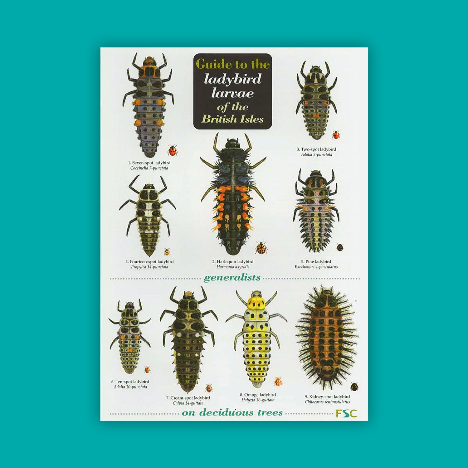 Guide to the Ladybird Larvae of the British Isles - FSC Guide