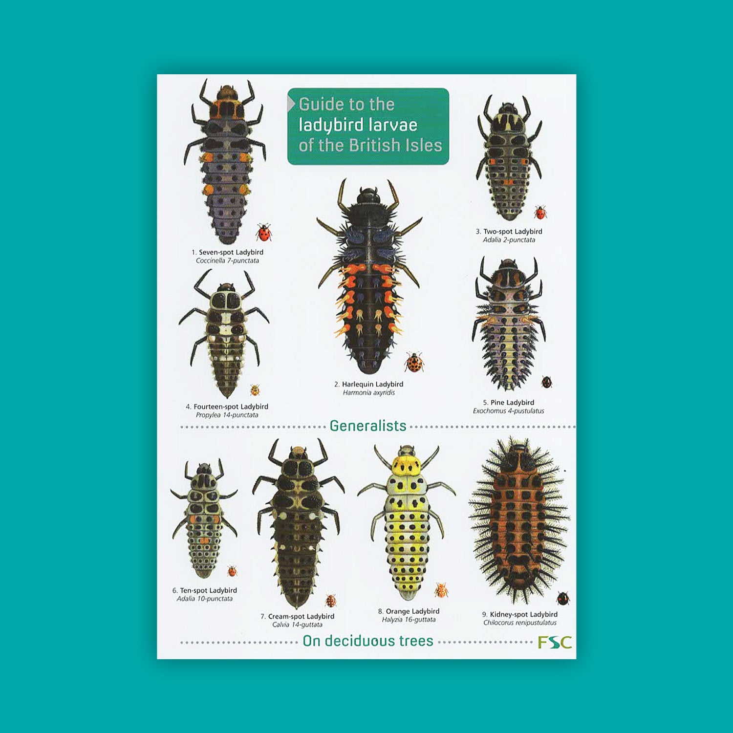 Guide to the Ladybird Larvae of the British Isles - FSC Guide