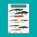 Guide to the Reptiles and Amphibians of Britain and Ireland - FSC Guide