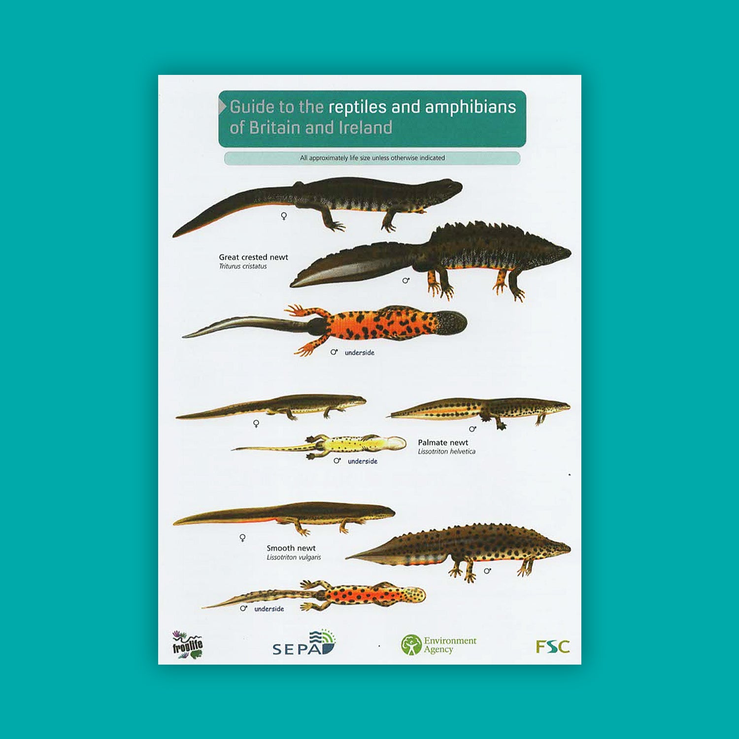 Guide to the Reptiles and Amphibians of Britain and Ireland - FSC Guide