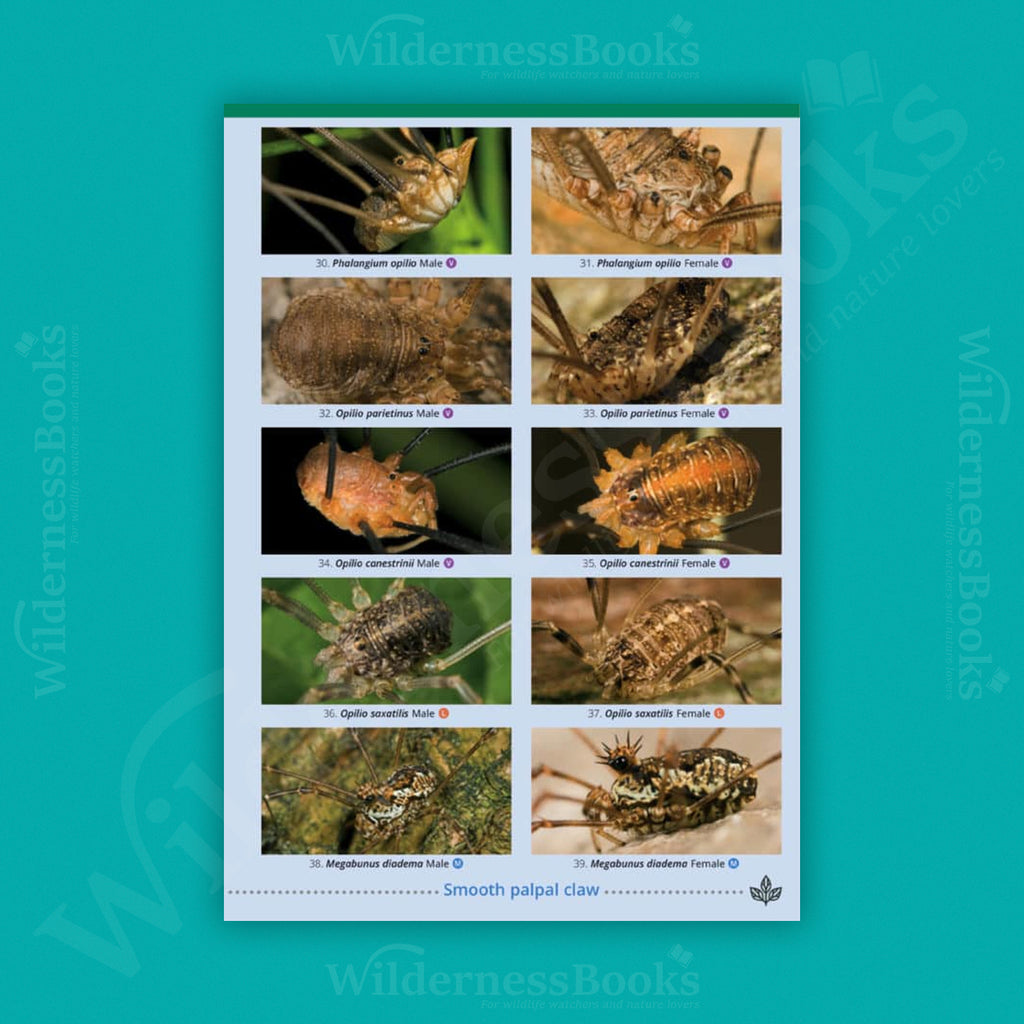 Harvestmen of the British Isles WildID guide (OP198)