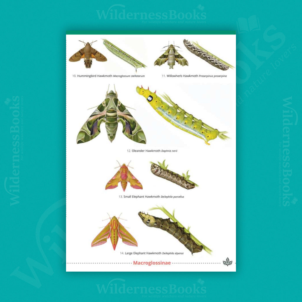 Hawkmoths of the British Isles WildID guide (OP115)