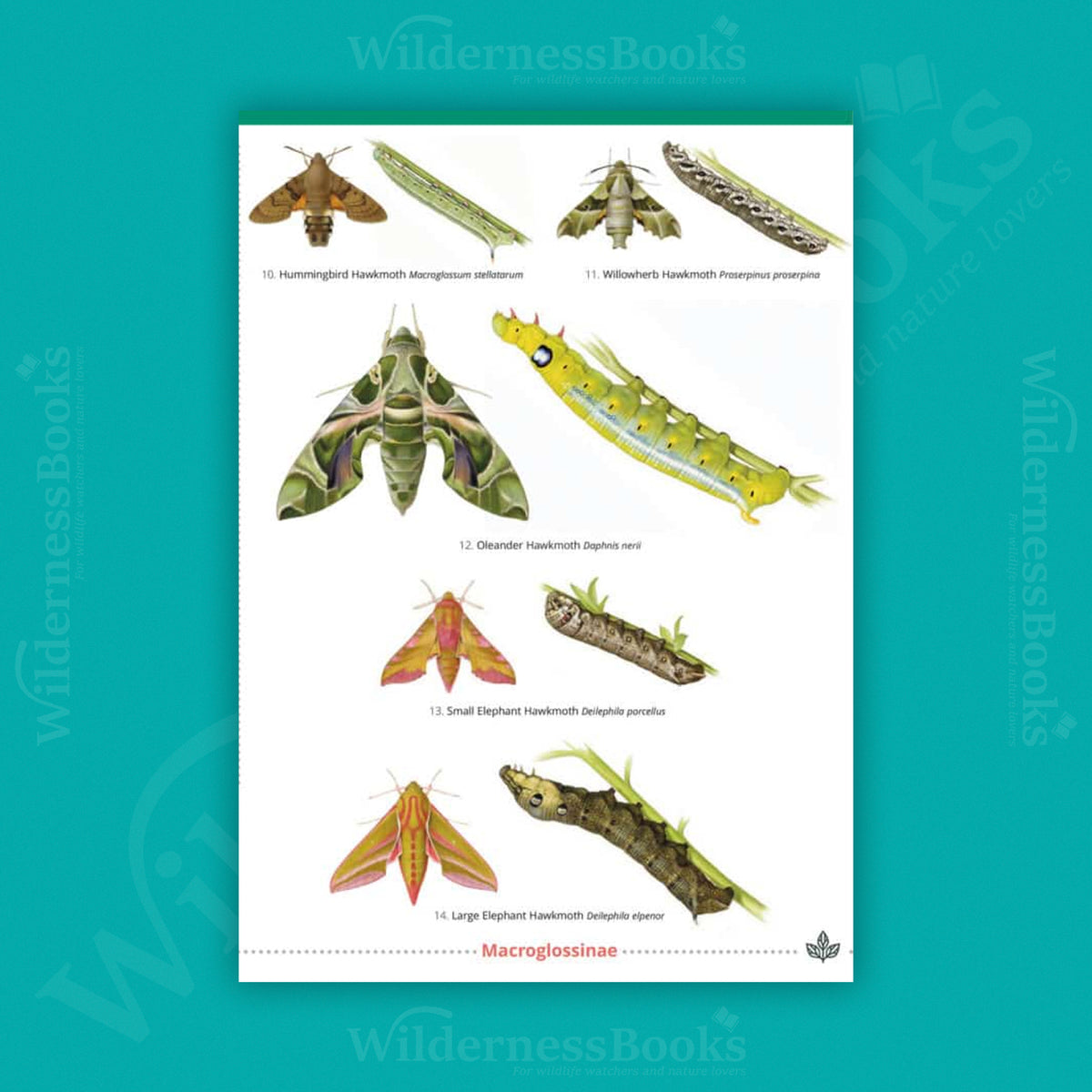 Hawkmoths of the British Isles WildID guide (OP115)