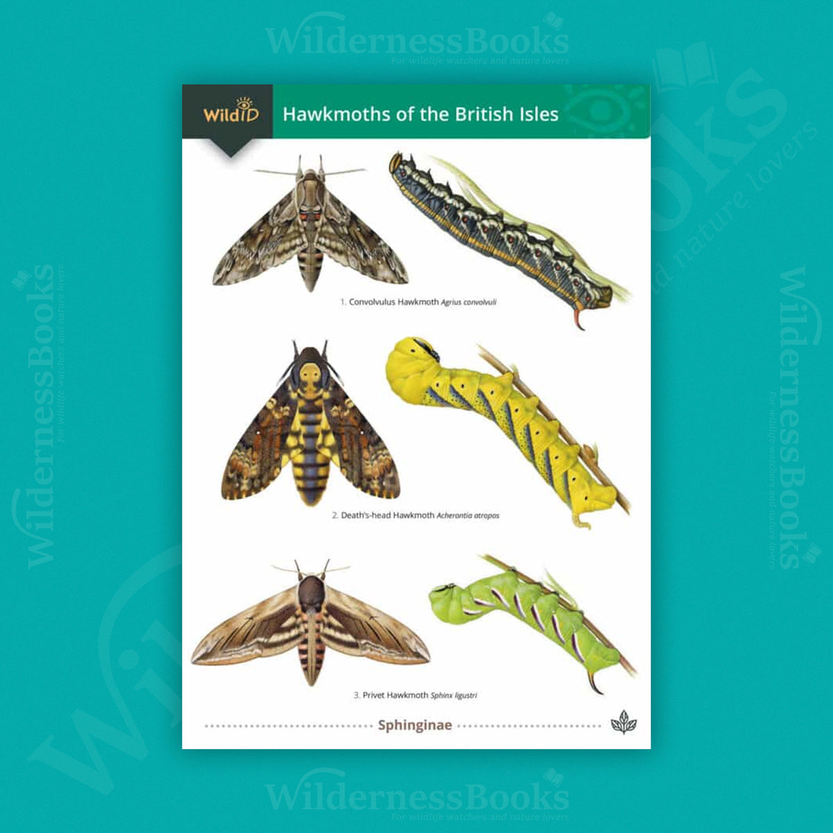 Hawkmoths of the British Isles WildID guide (OP115)