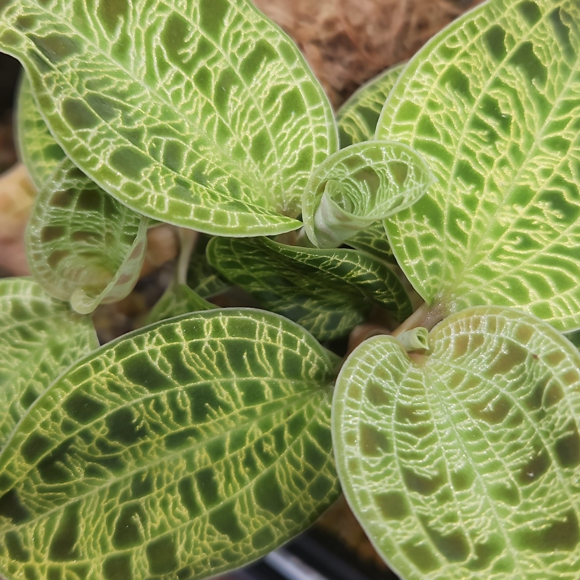 Macodes petola Jewel Orchid (Large)
