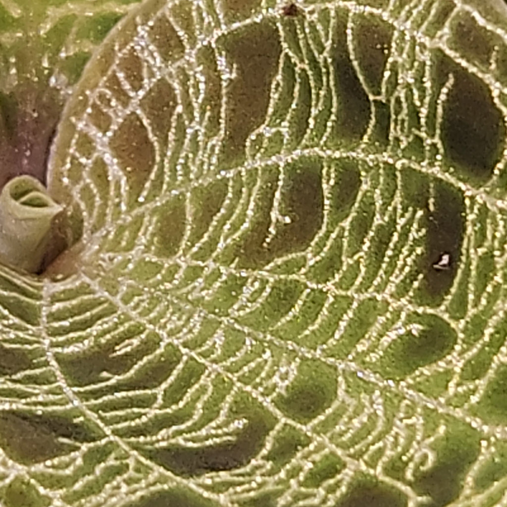 Close-up of a leaf with intricate vein patterns