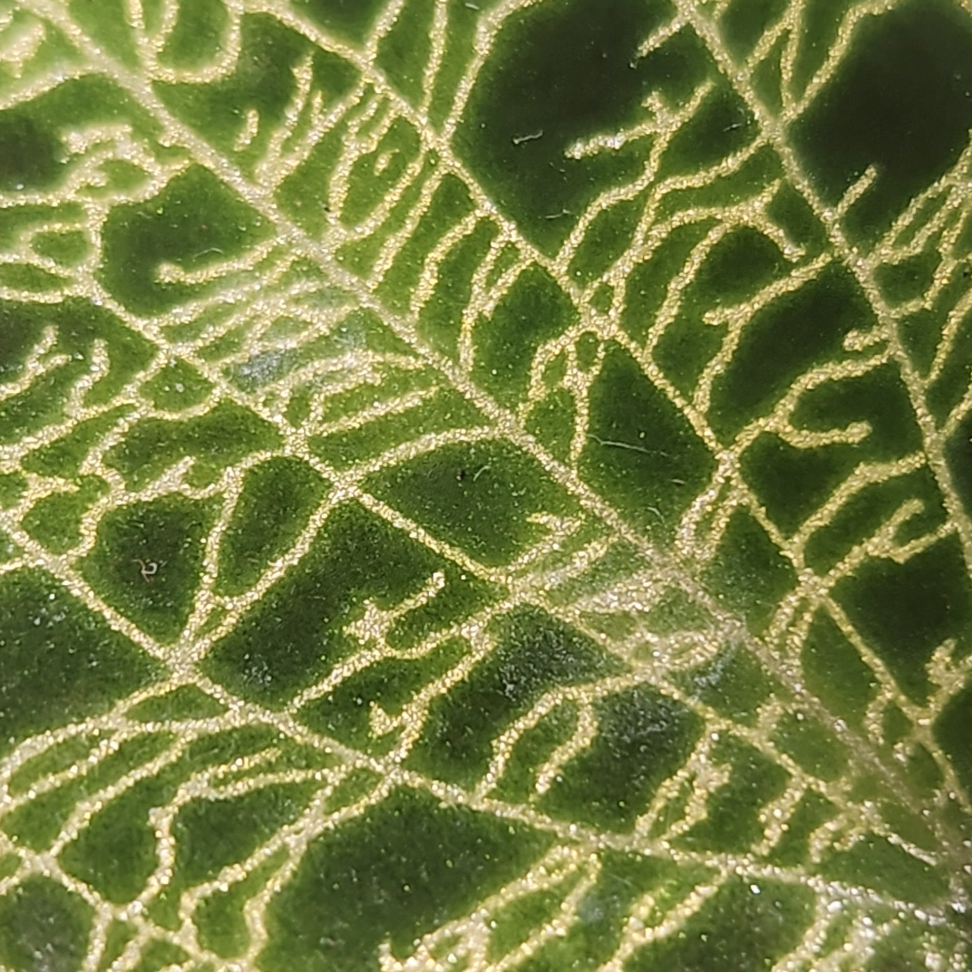 Close-up of a green leaf with intricate vein patterns