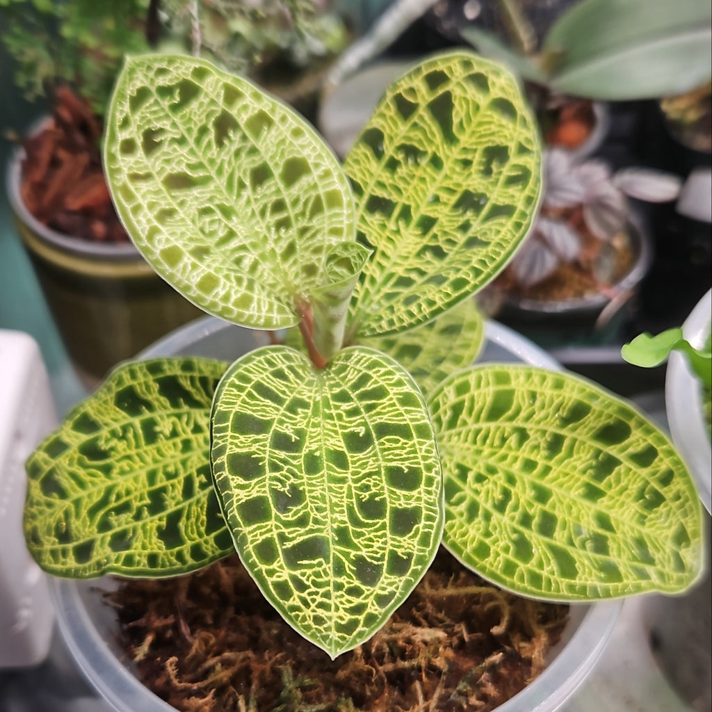 Macodes petola Jewel Orchid (Medium)
