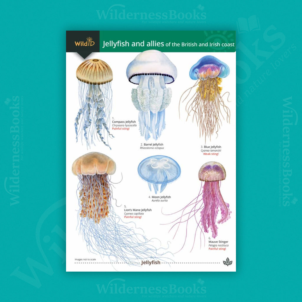 Jellyfish and allies of the British and Irish Coasts WildID guide (OP199)
