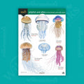 Jellyfish and allies of the British and Irish Coasts WildID guide (OP199)