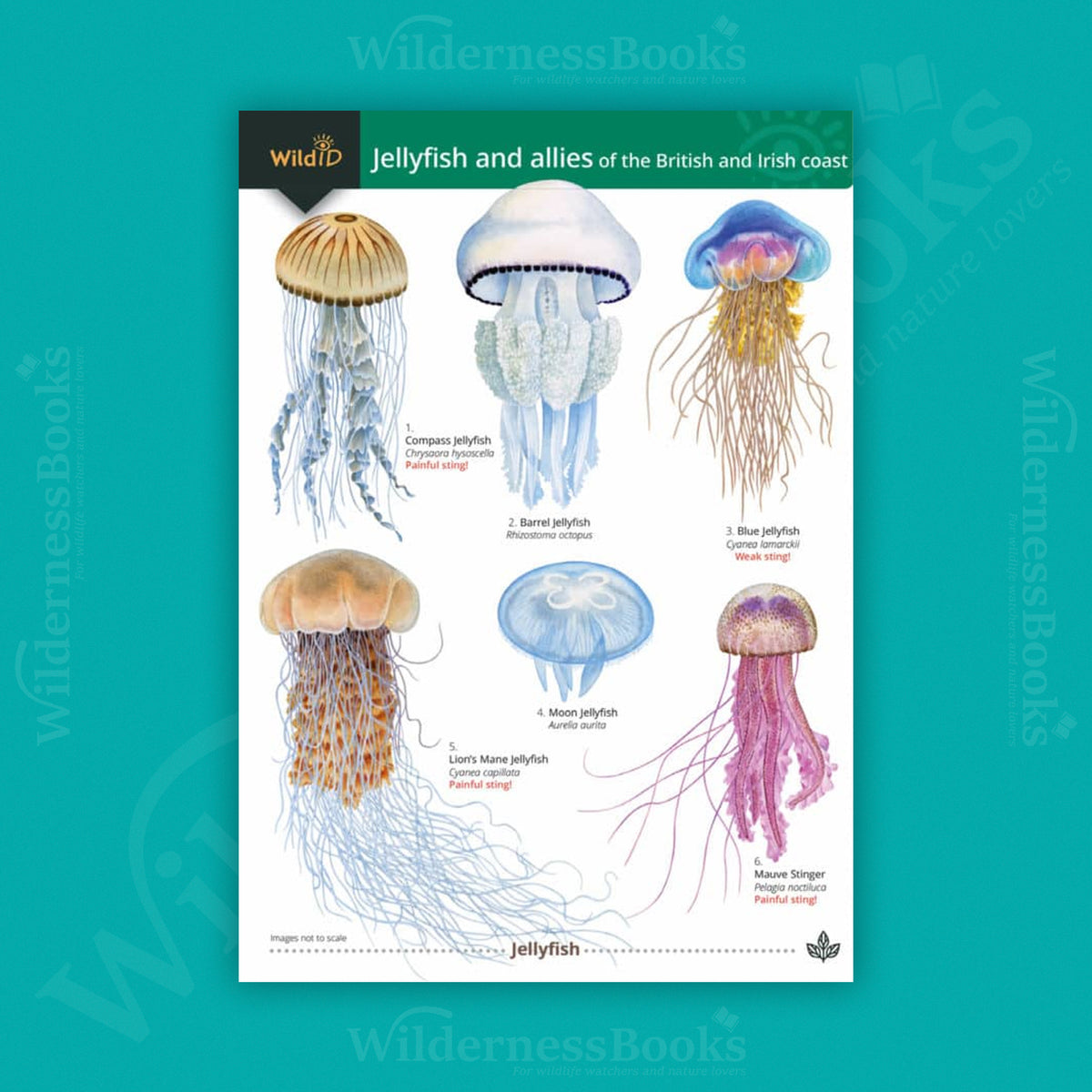 Jellyfish and allies of the British and Irish Coasts WildID guide (OP199)