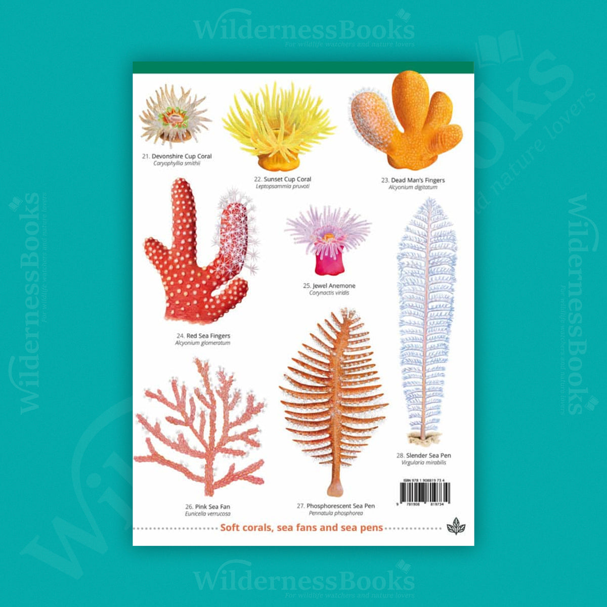 Jellyfish and allies of the British and Irish Coasts WildID guide (OP199)