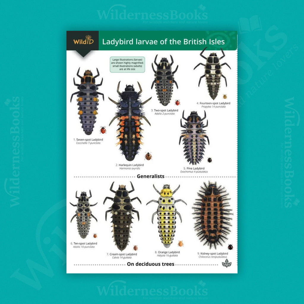 Ladybird larvae of the British Isles WildID guide (OP152)