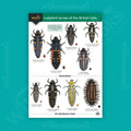 Ladybird larvae of the British Isles WildID guide (OP152)