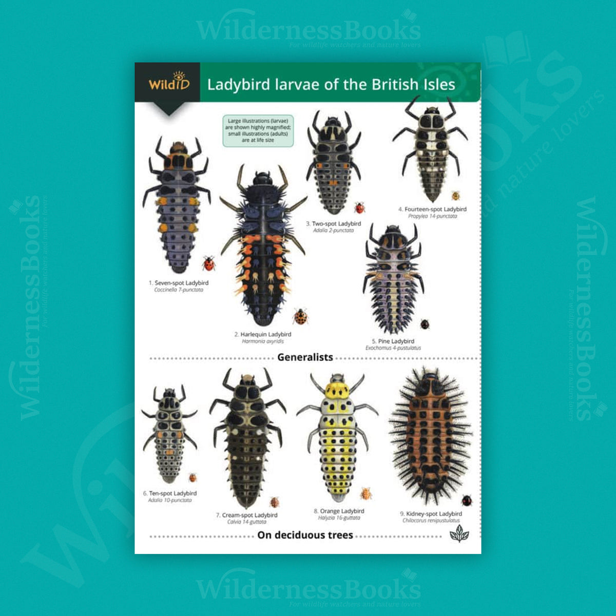 Ladybird larvae of the British Isles WildID guide (OP152)