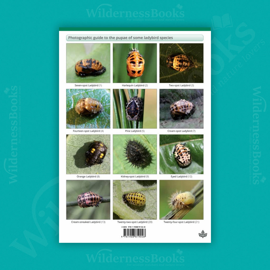 Ladybird larvae of the British Isles WildID guide (OP152)