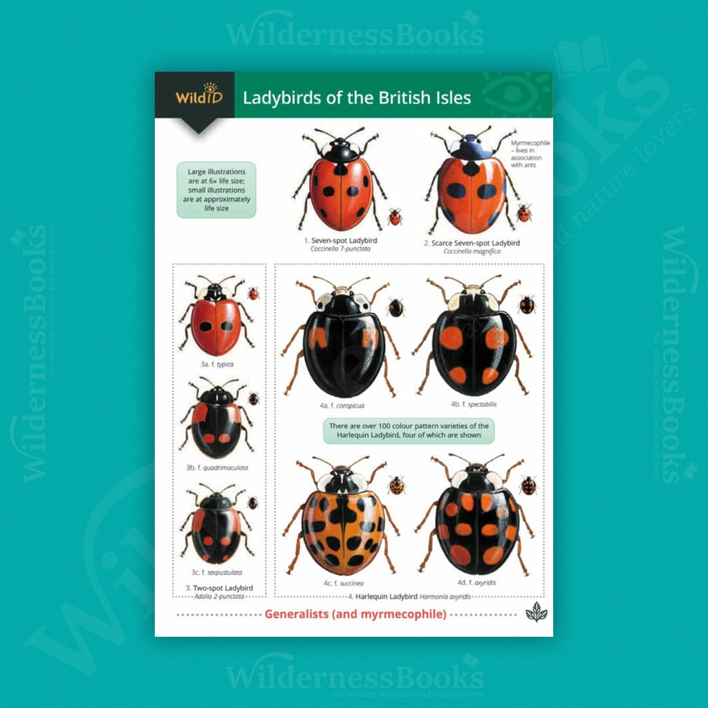 Ladybirds of the British Isles WildID guide (OP105)
