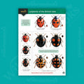 Ladybirds of the British Isles WildID guide (OP105)