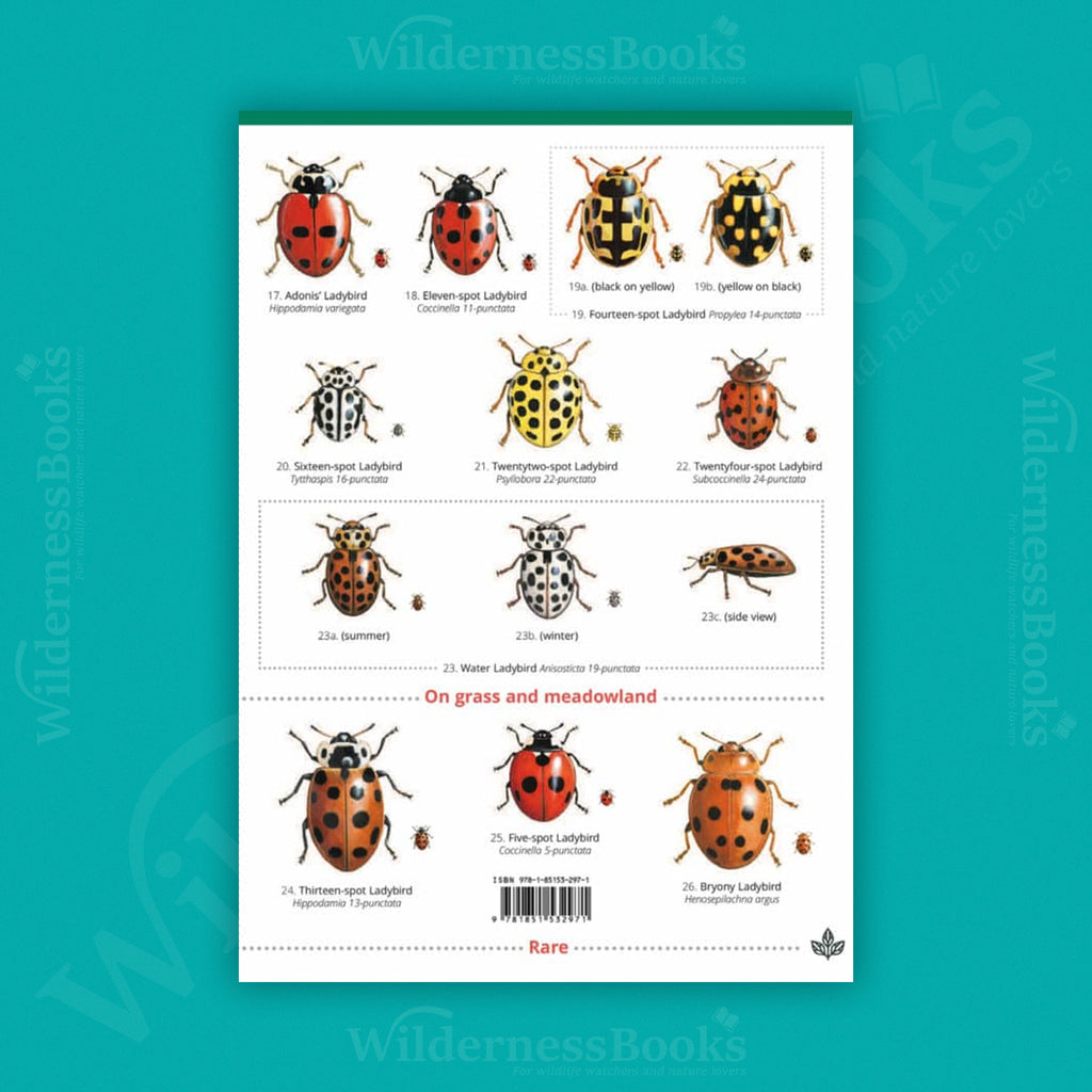 Ladybirds of the British Isles WildID guide (OP105)