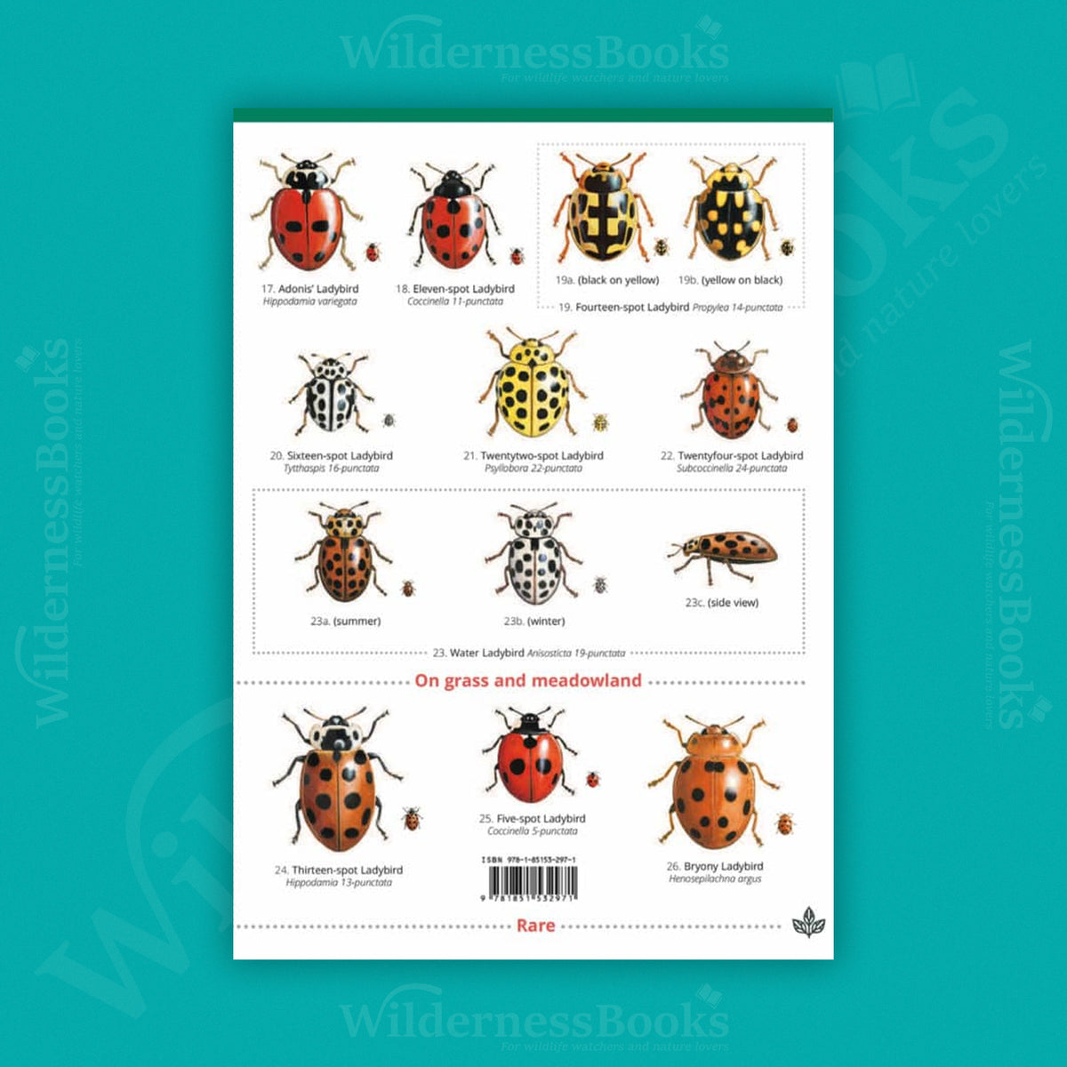 Ladybirds of the British Isles WildID guide (OP105)