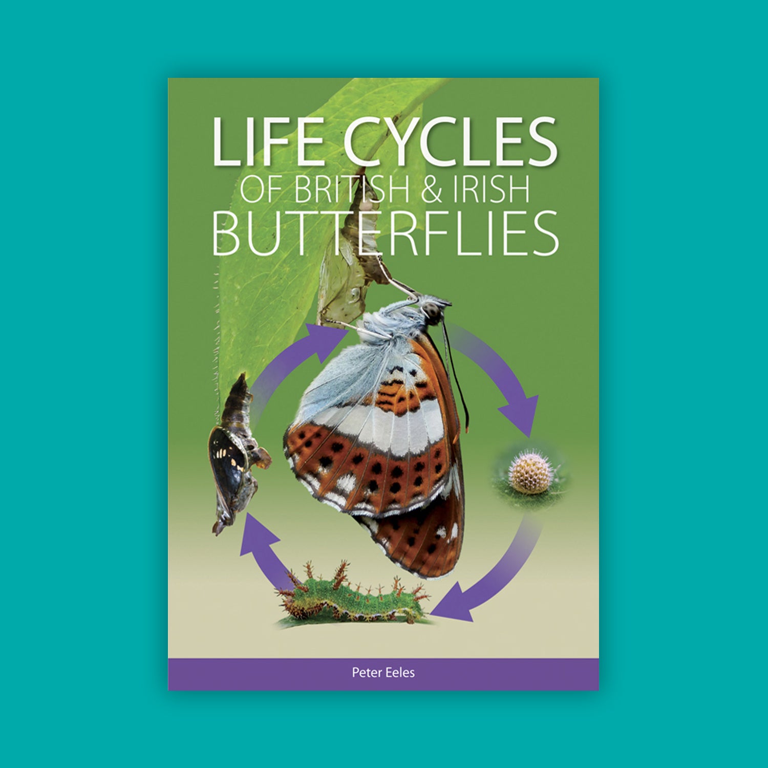 Life cycles of British and Irish Butterflies