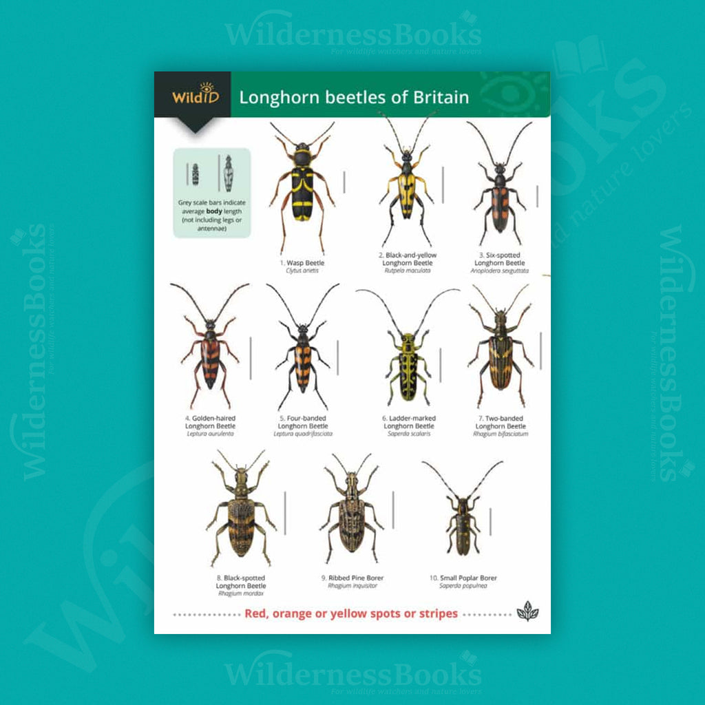 Longhorn Beetles WildID guide (OP177)
