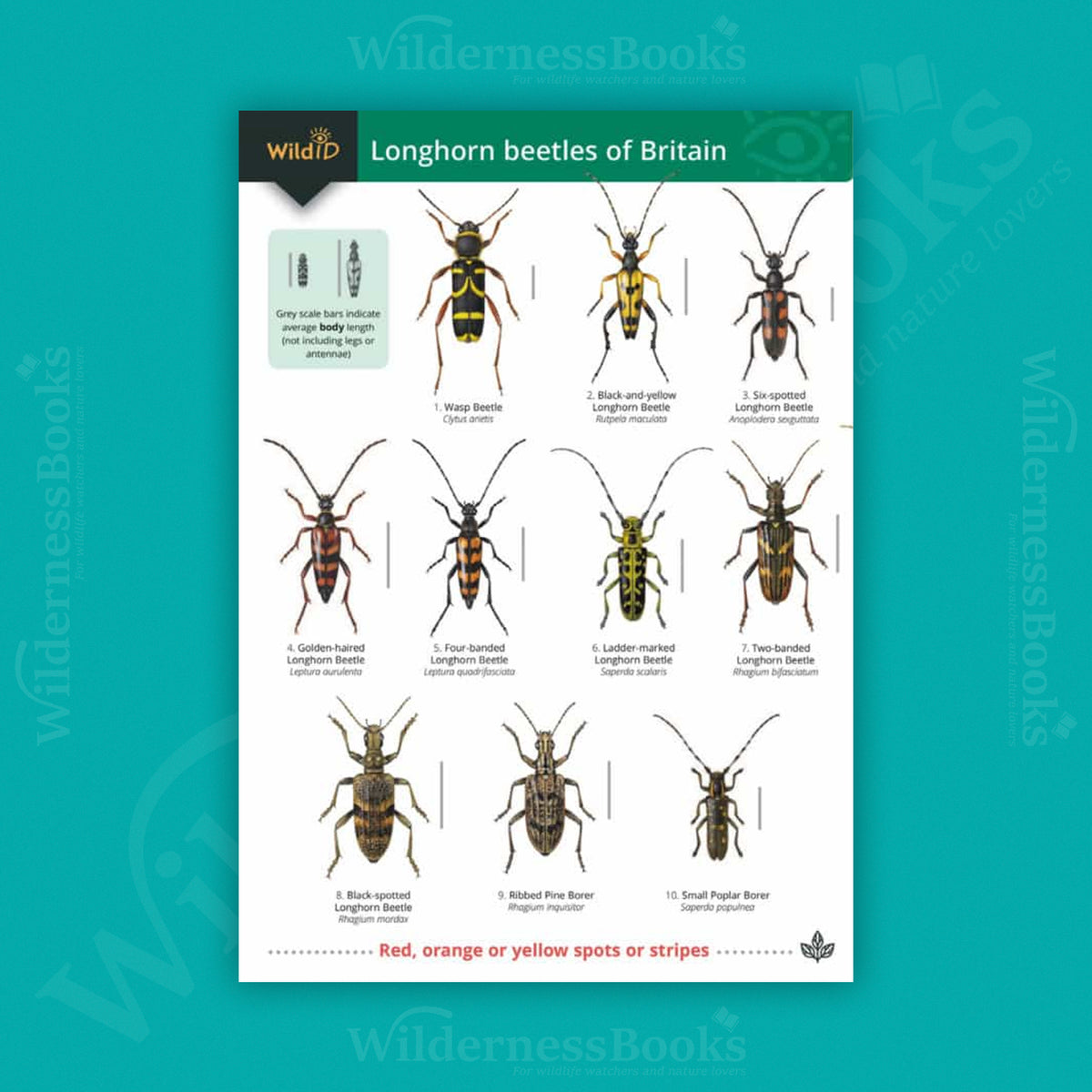 Longhorn Beetles WildID guide (OP177)