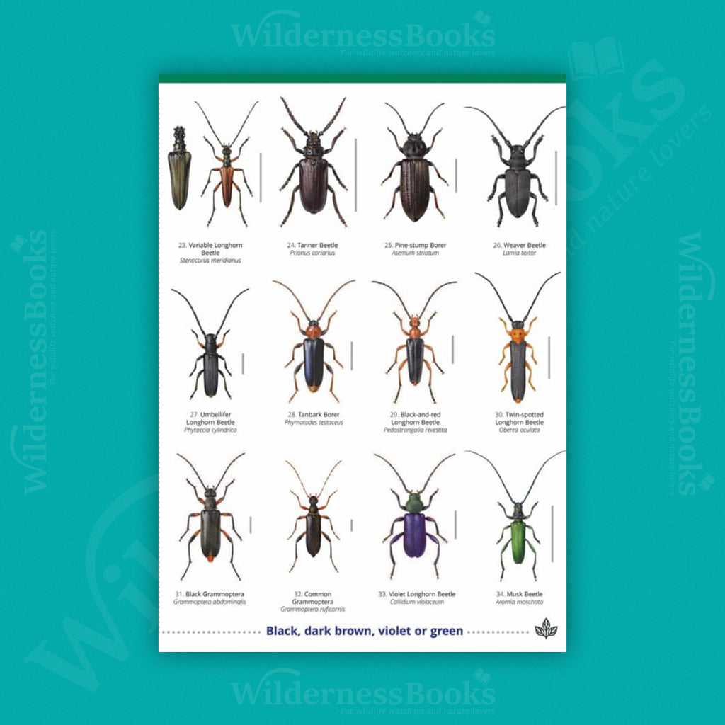Longhorn Beetles WildID guide (OP177)