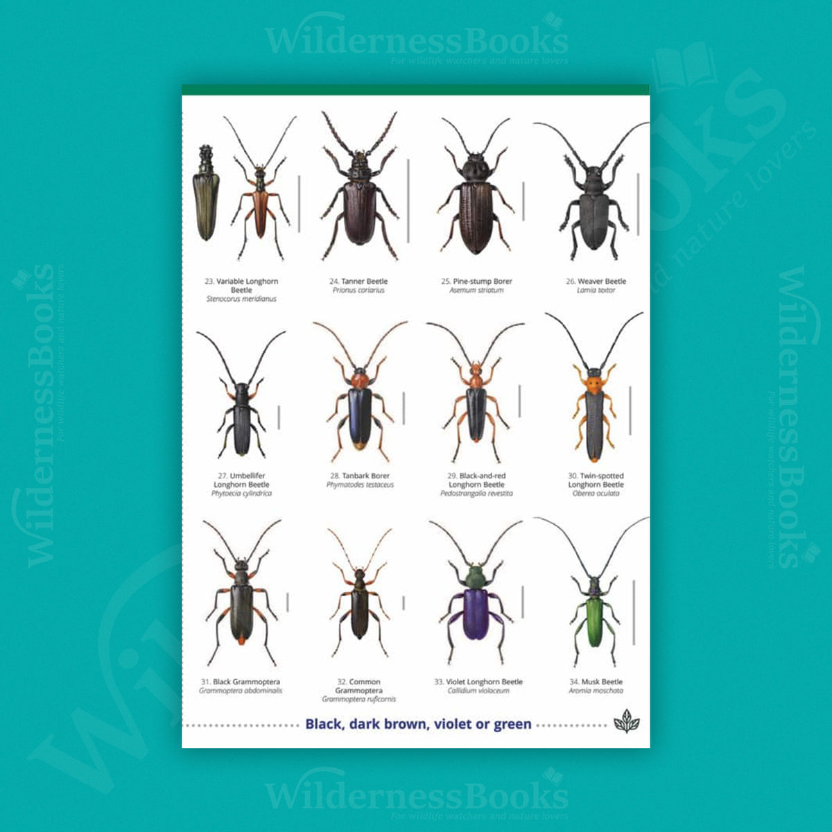 Longhorn Beetles WildID guide (OP177)