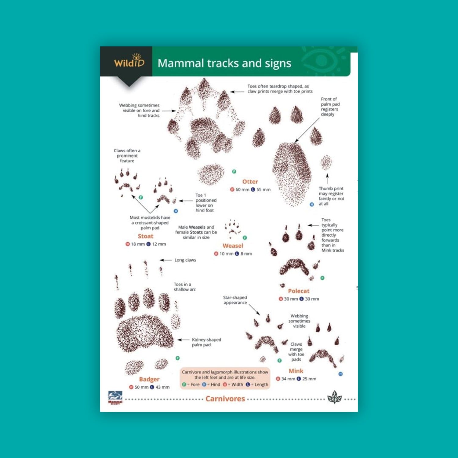 Mammal Tracks and Signs WildID guide
