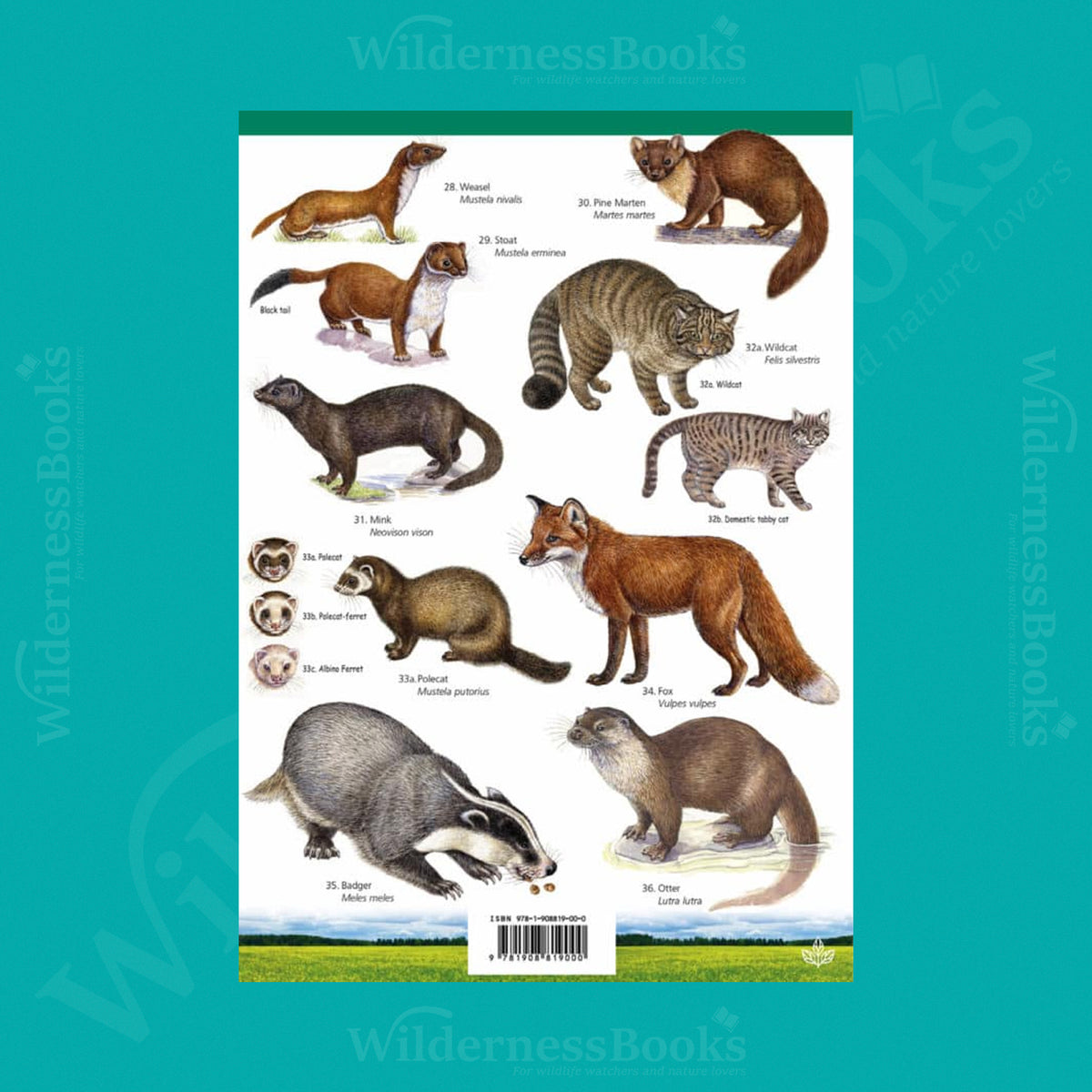 Land Mammals of Britain WildID guide (OP149)