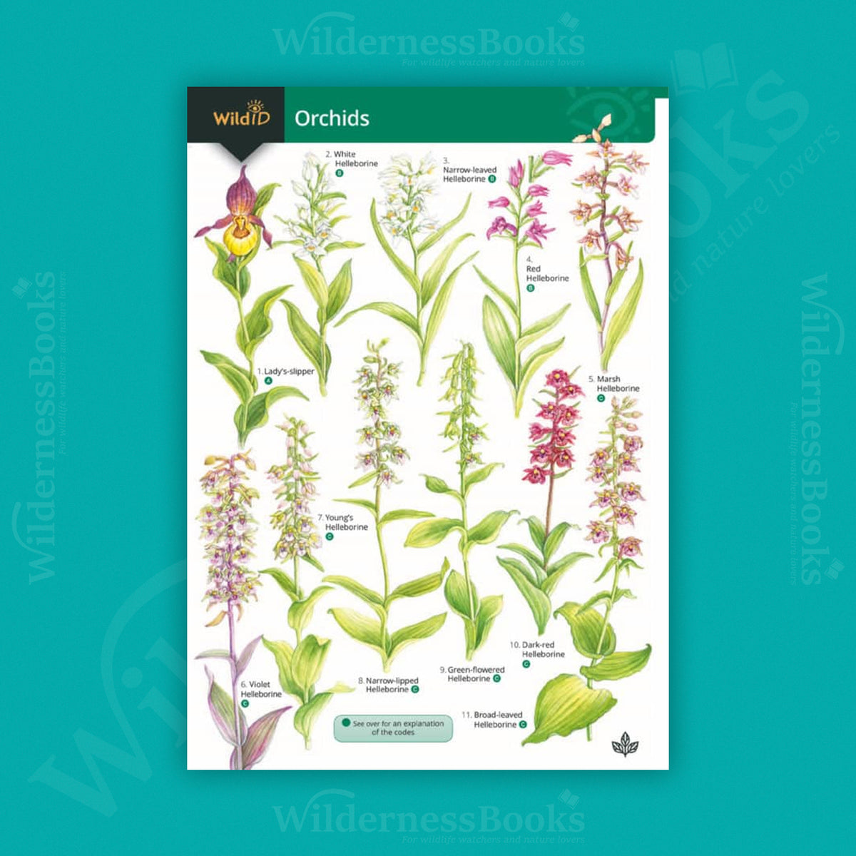 Orchids WildID guide (OP121)
