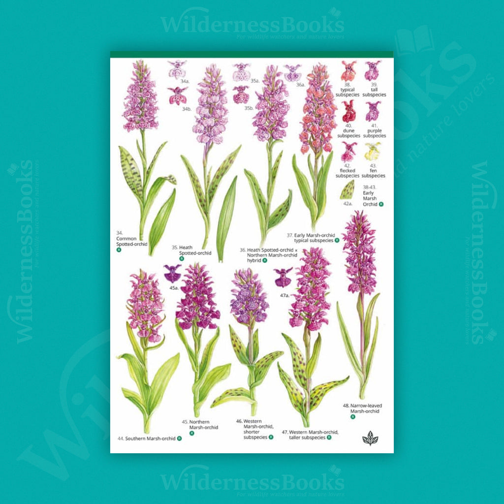 Orchids WildID guide (OP121)