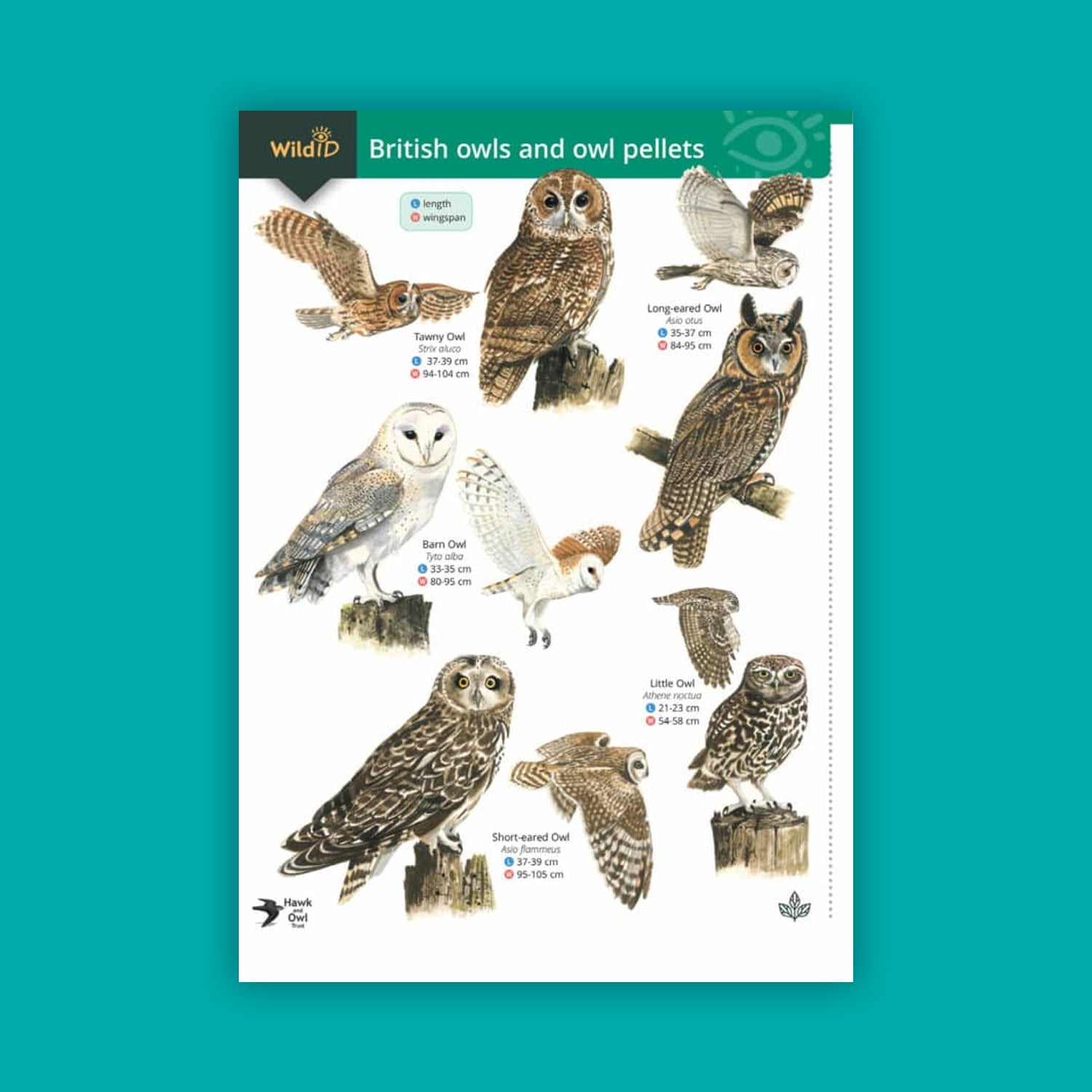 Owls and Owl Pellets WildID guide