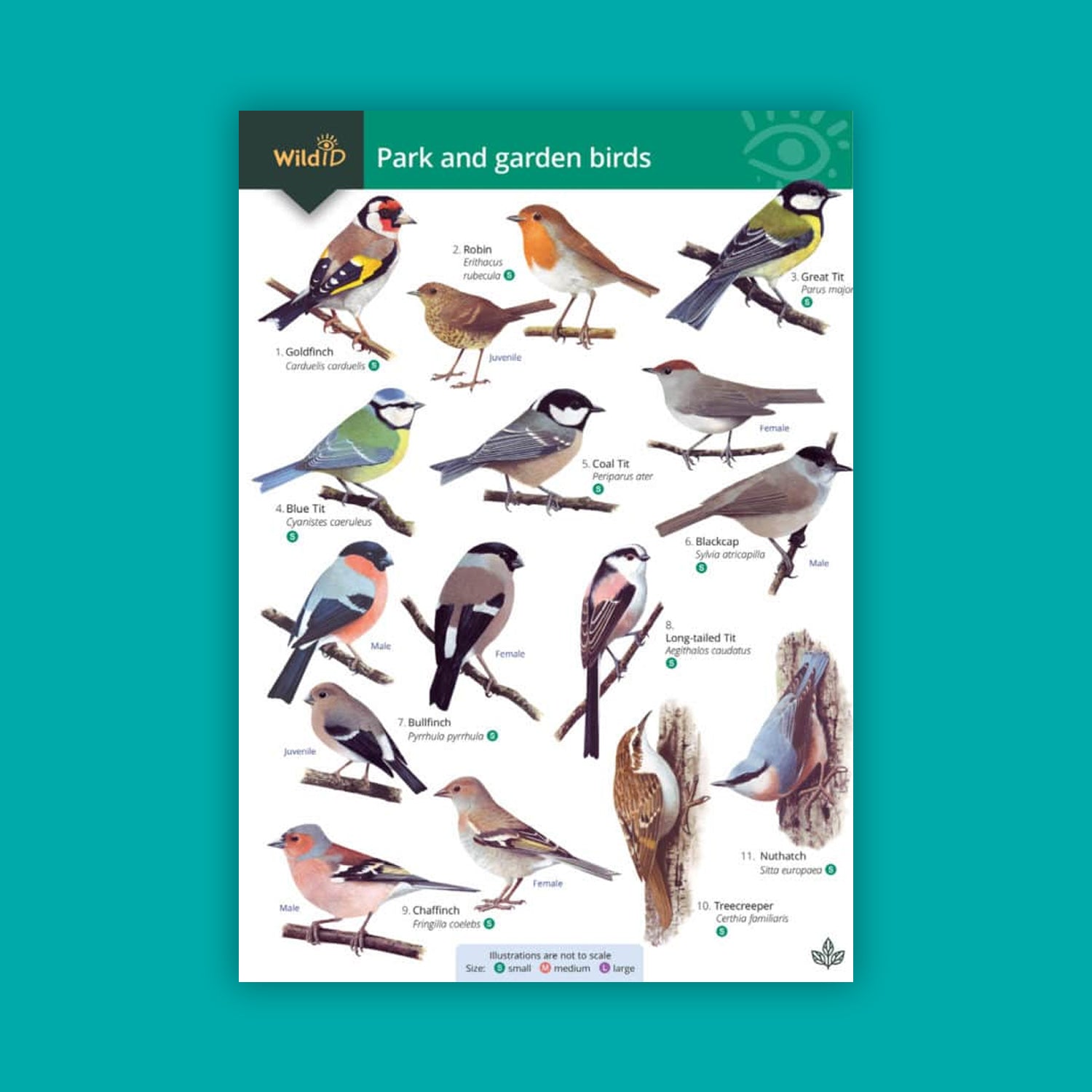Park and Garden Birds WildID guide
