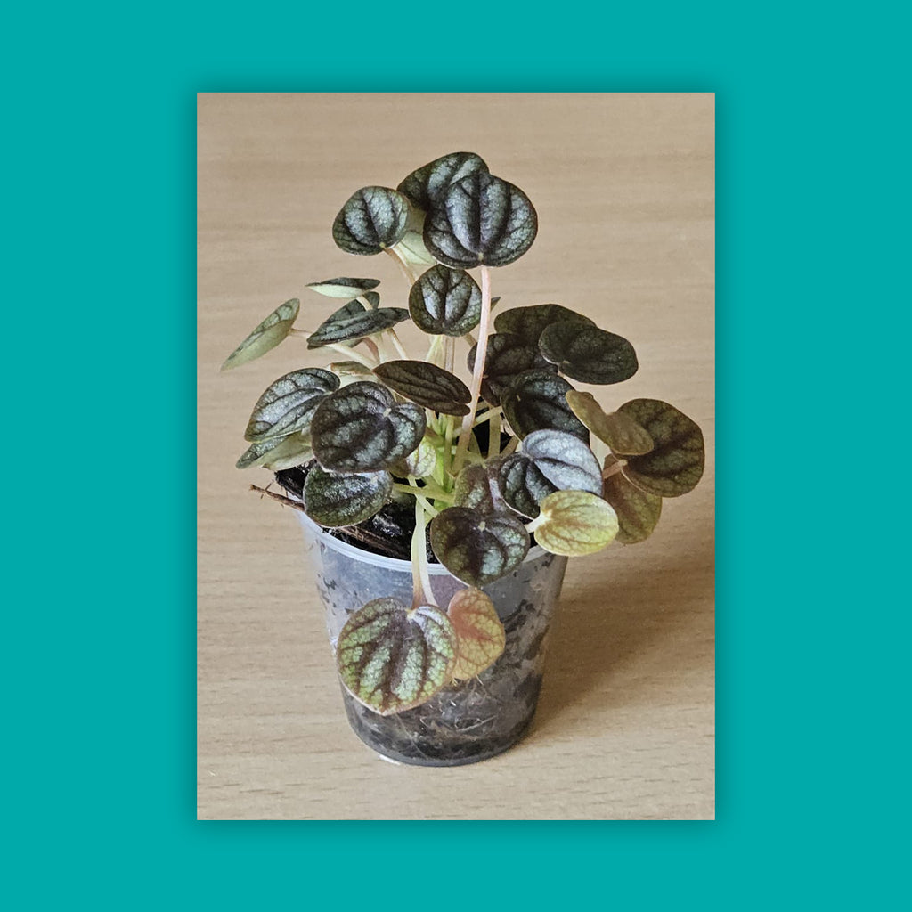 Radiator plant - Peperomia albovittata (small)