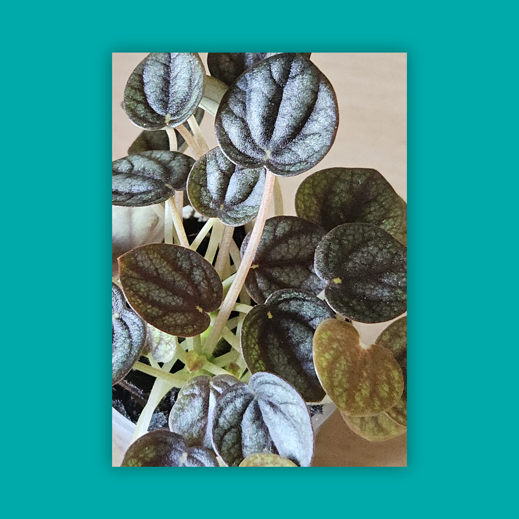 Radiator plant - Peperomia albovittata (small)