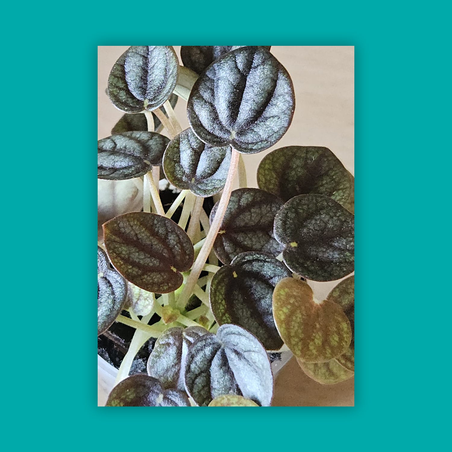Radiator plant - Peperomia albovittata (small)