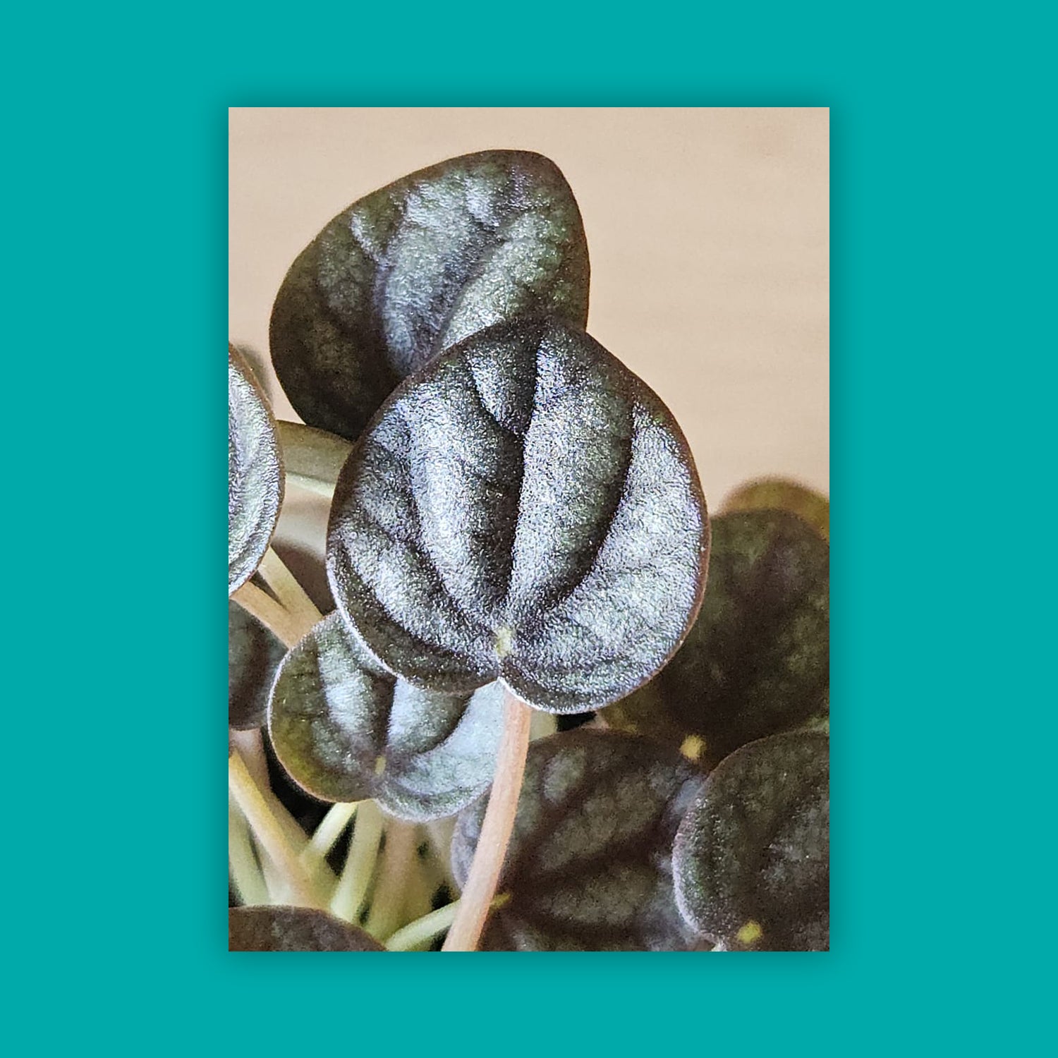 Radiator plant - Peperomia albovittata (small)