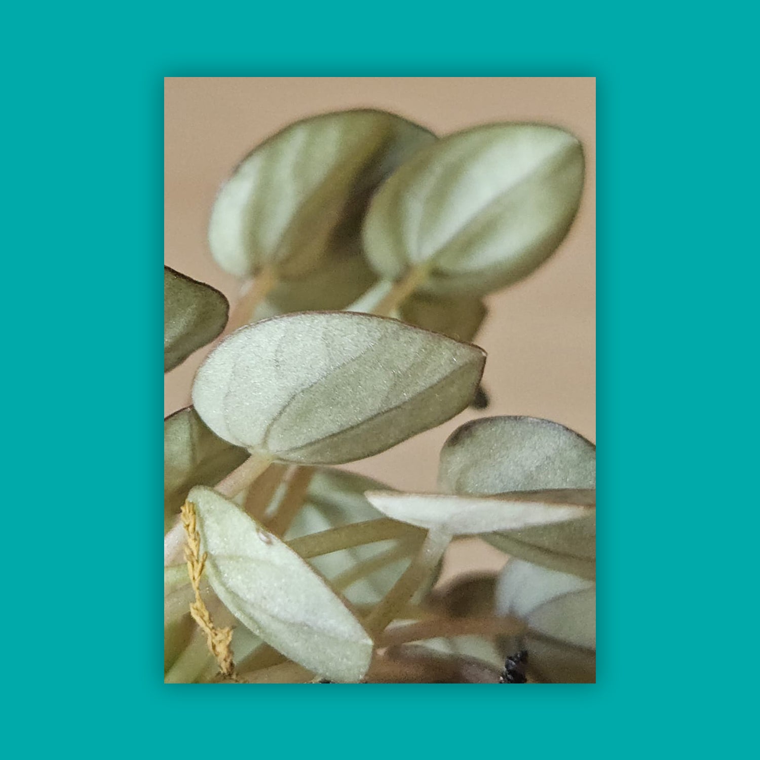 Radiator plant - Peperomia albovittata (small)