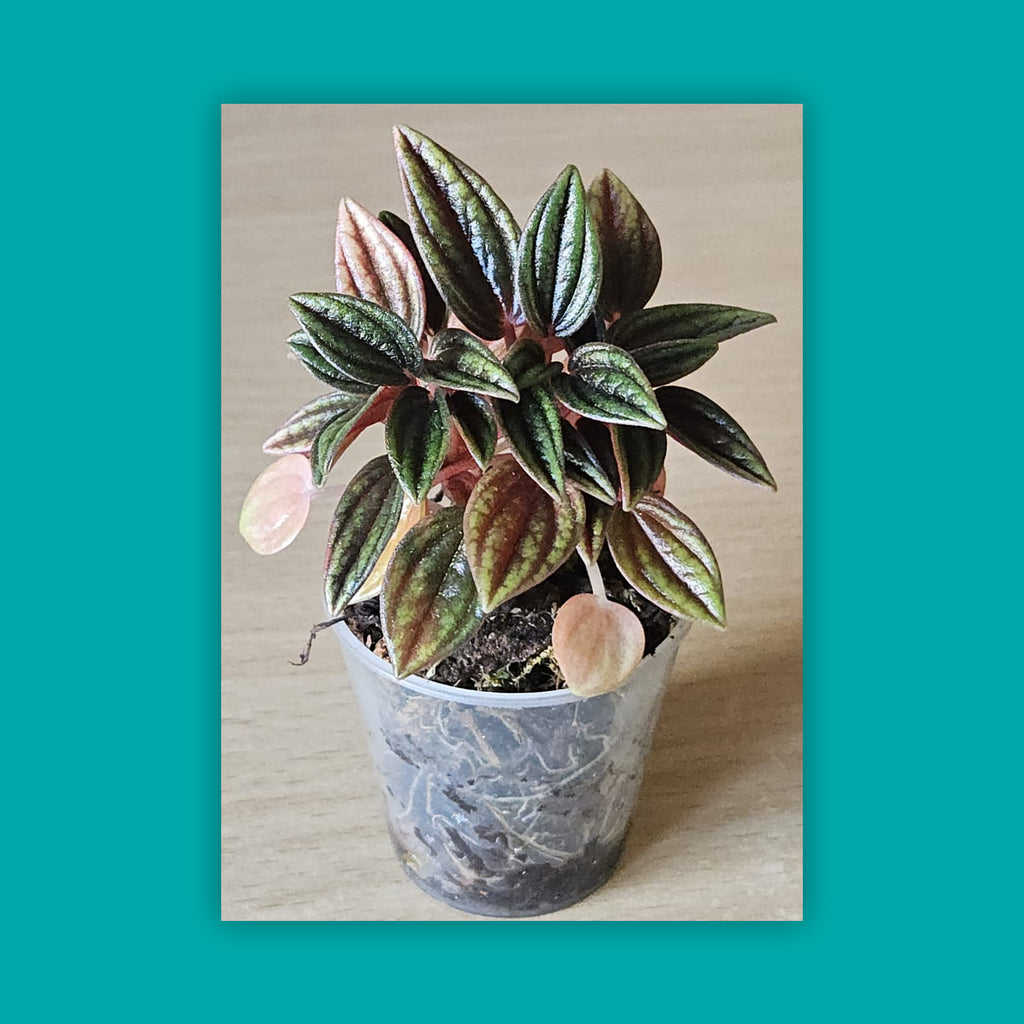 Radiator plant - Peperomia caperata 'Rosso' (small)