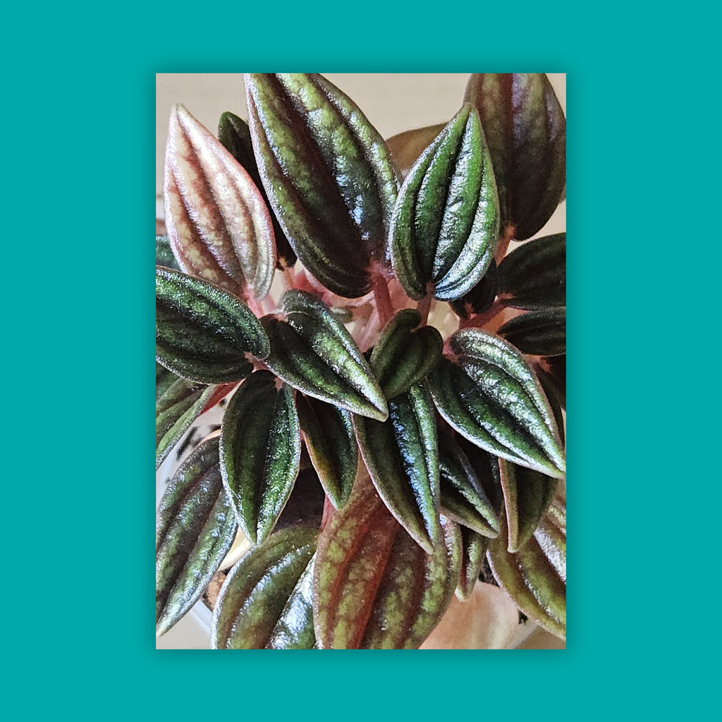 Radiator plant - Peperomia caperata 'Rosso' (small)