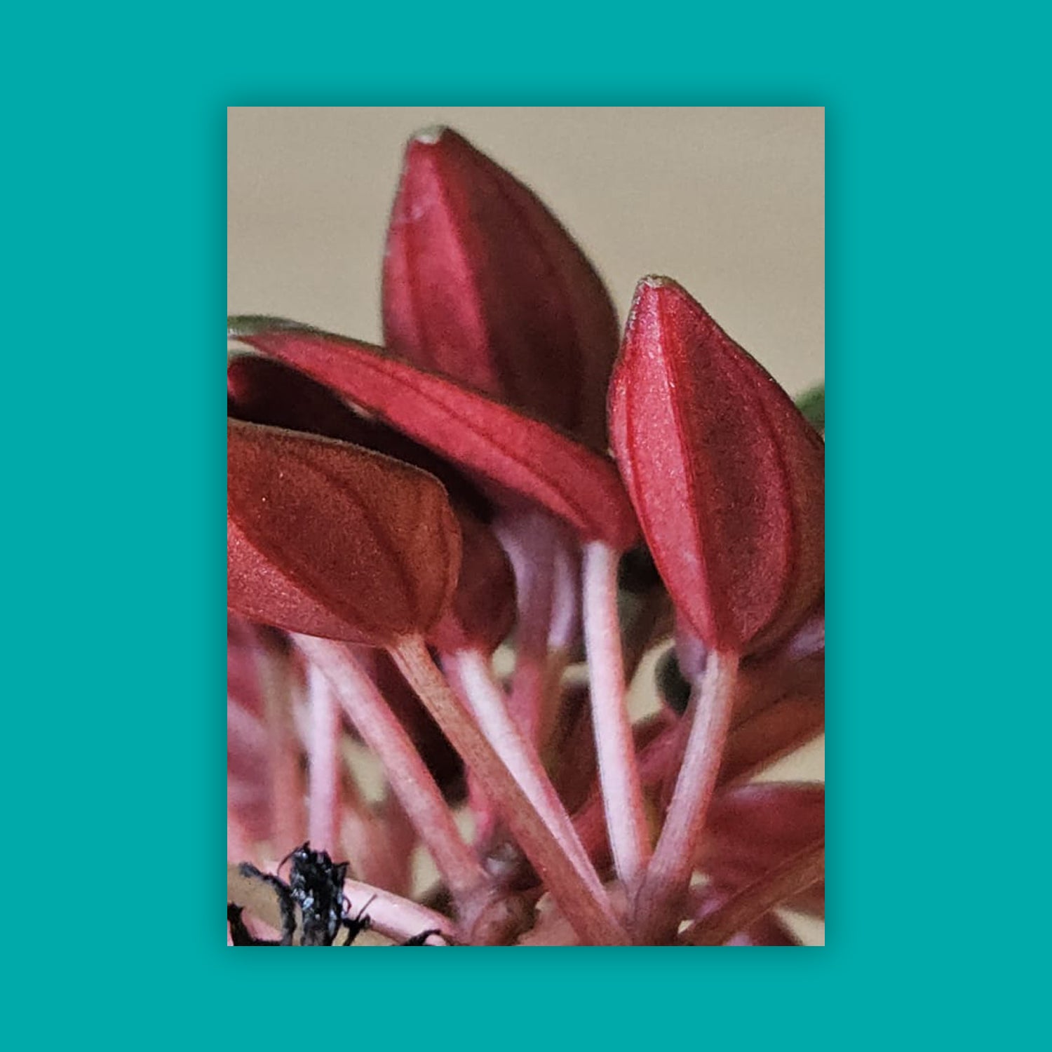 Radiator plant - Peperomia caperata 'Rosso' (small)