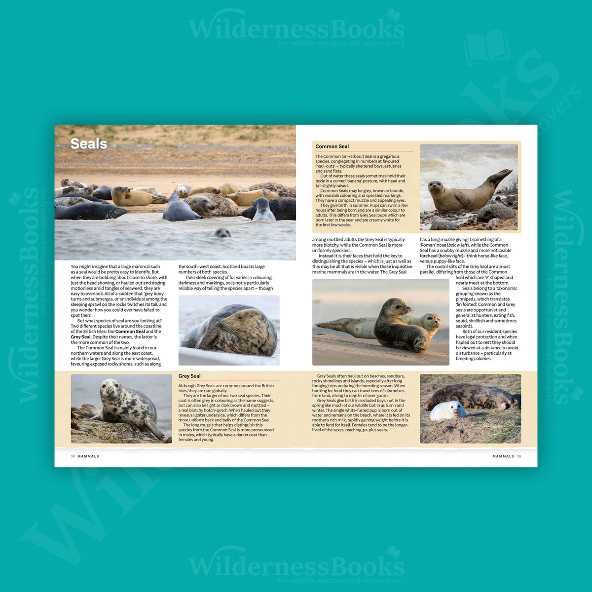RSPB Everyday Guide to British Wildlife (1st Edition)