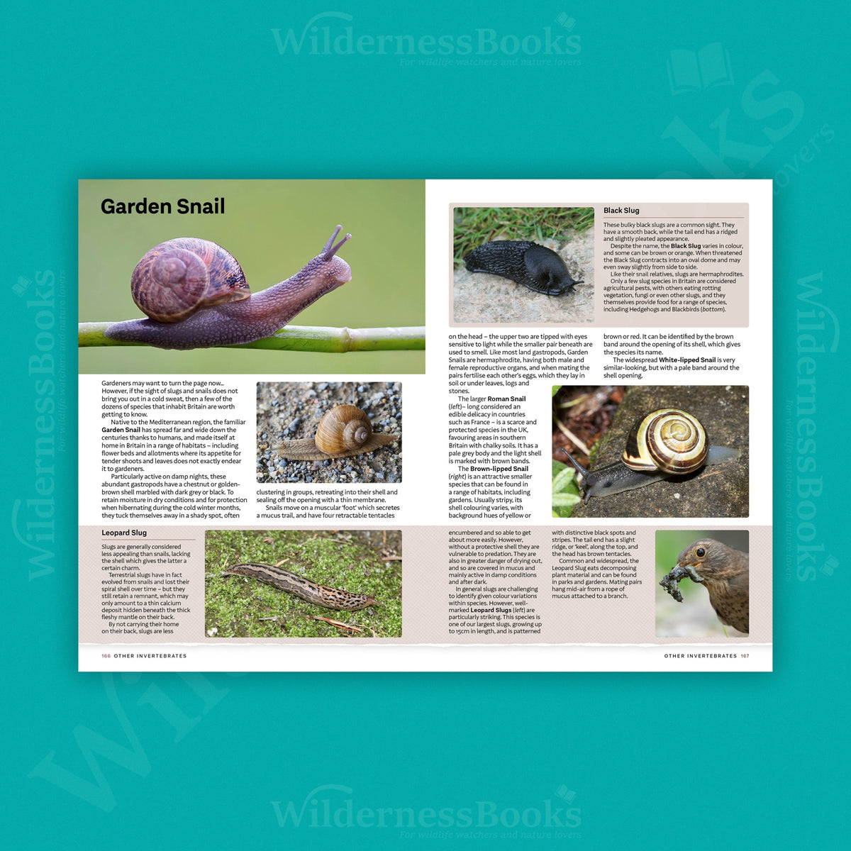 RSPB Everyday Guide to British Wildlife (1st Edition)