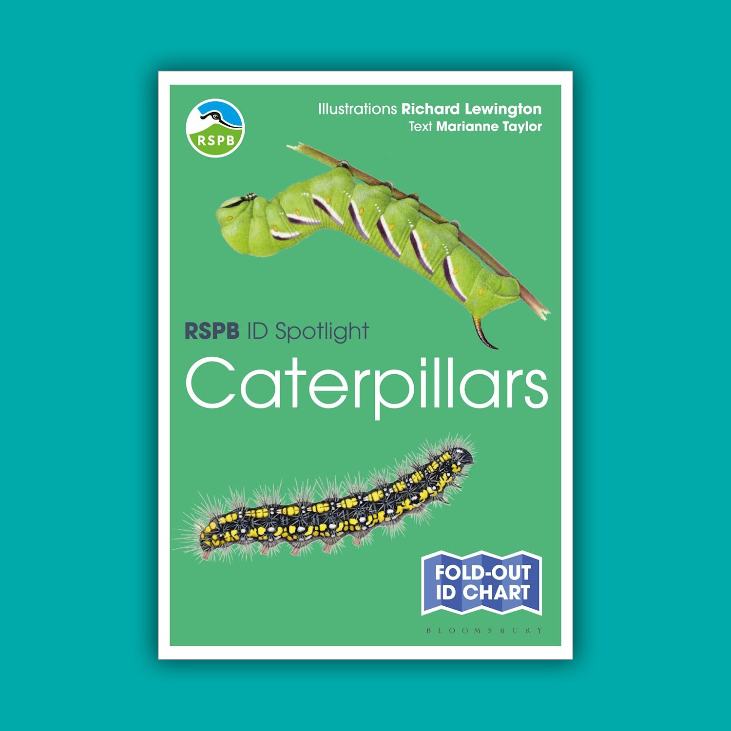 RSPB ID Spotlight - Caterpillars