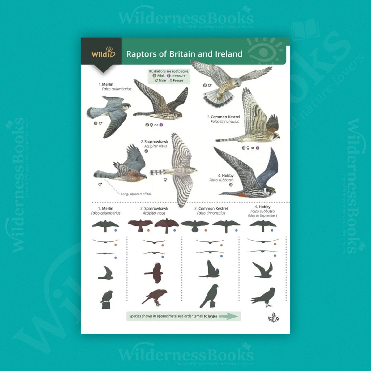 Raptors of Britain and Ireland WildID guide (OP230)