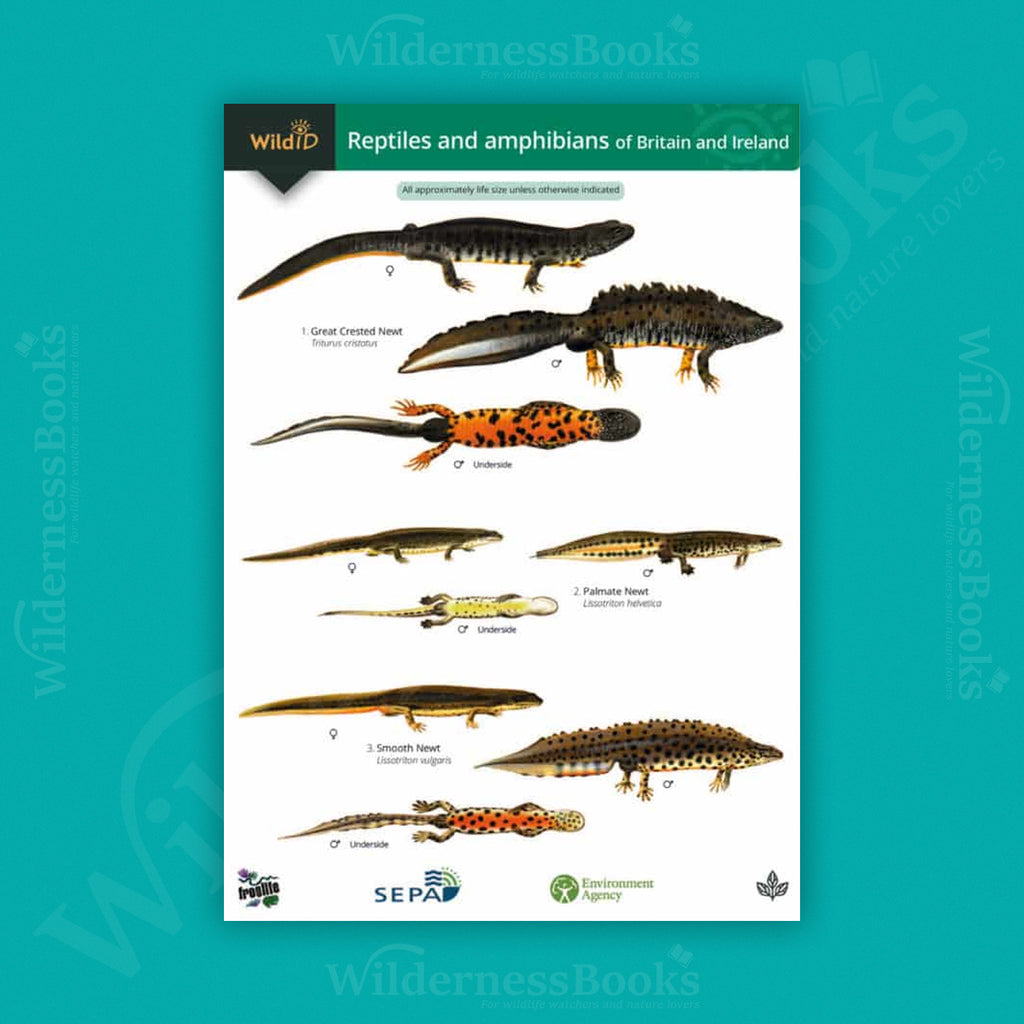 Reptiles and amphibians of Britain and Ireland WildID guide (OP55)
